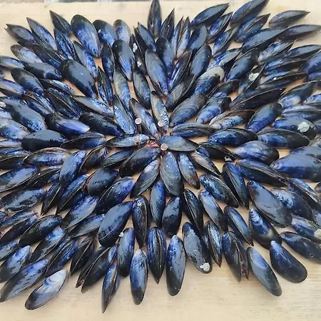 L'olivier *