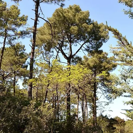 L'olivier La Barre-de-Monts