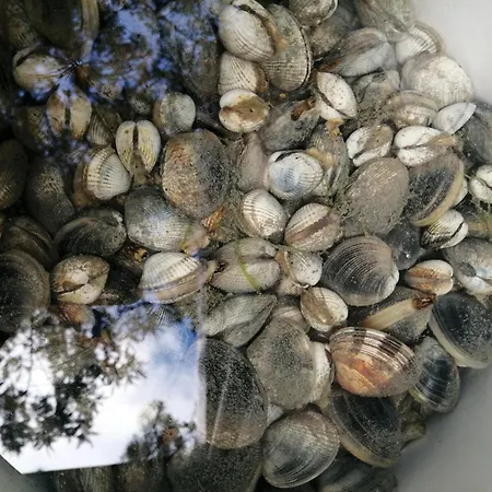 L'olivier Ferienhaus La Barre-de-Monts